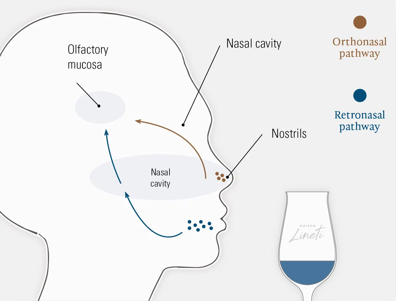 The olfactory system’s orthonasal and retronasal pathways